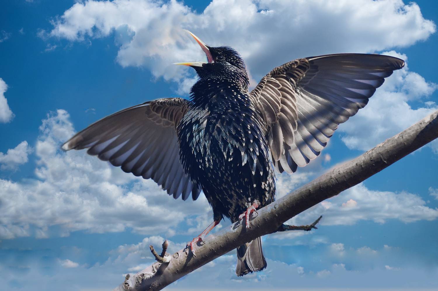 , Корнейчук Игорь