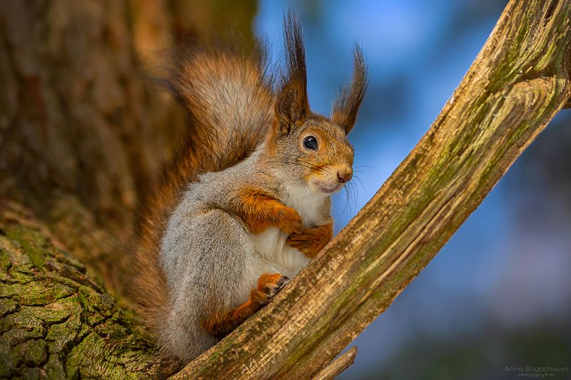 *** фото превью