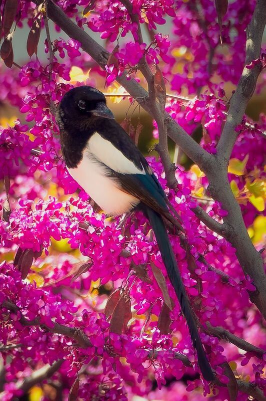 Magpies фото превью