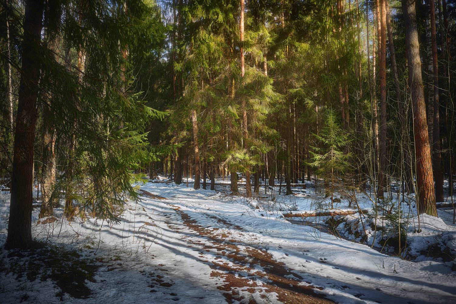 лес, снег, весна, Валерий Вождаев