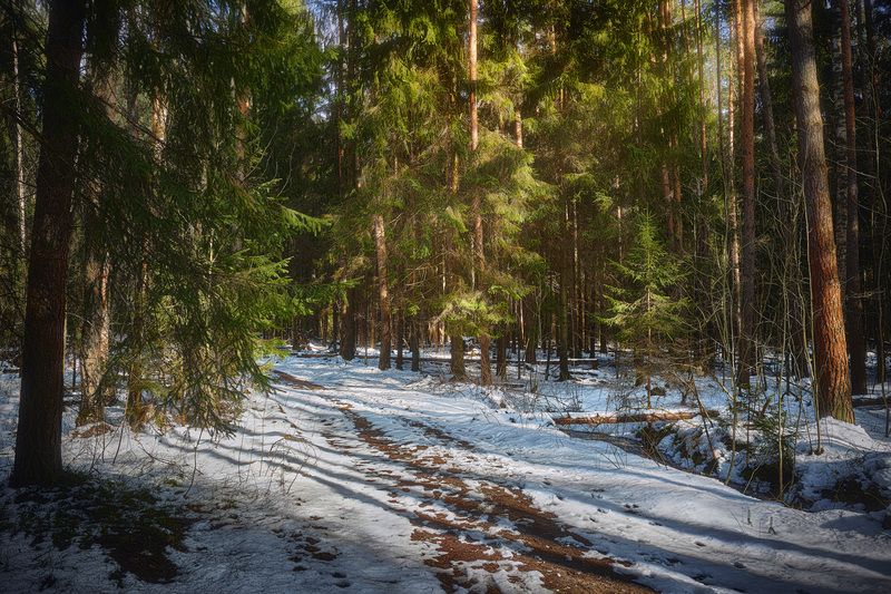 В весеннем лесу фото превью