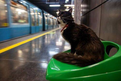 GATO DEL METRO