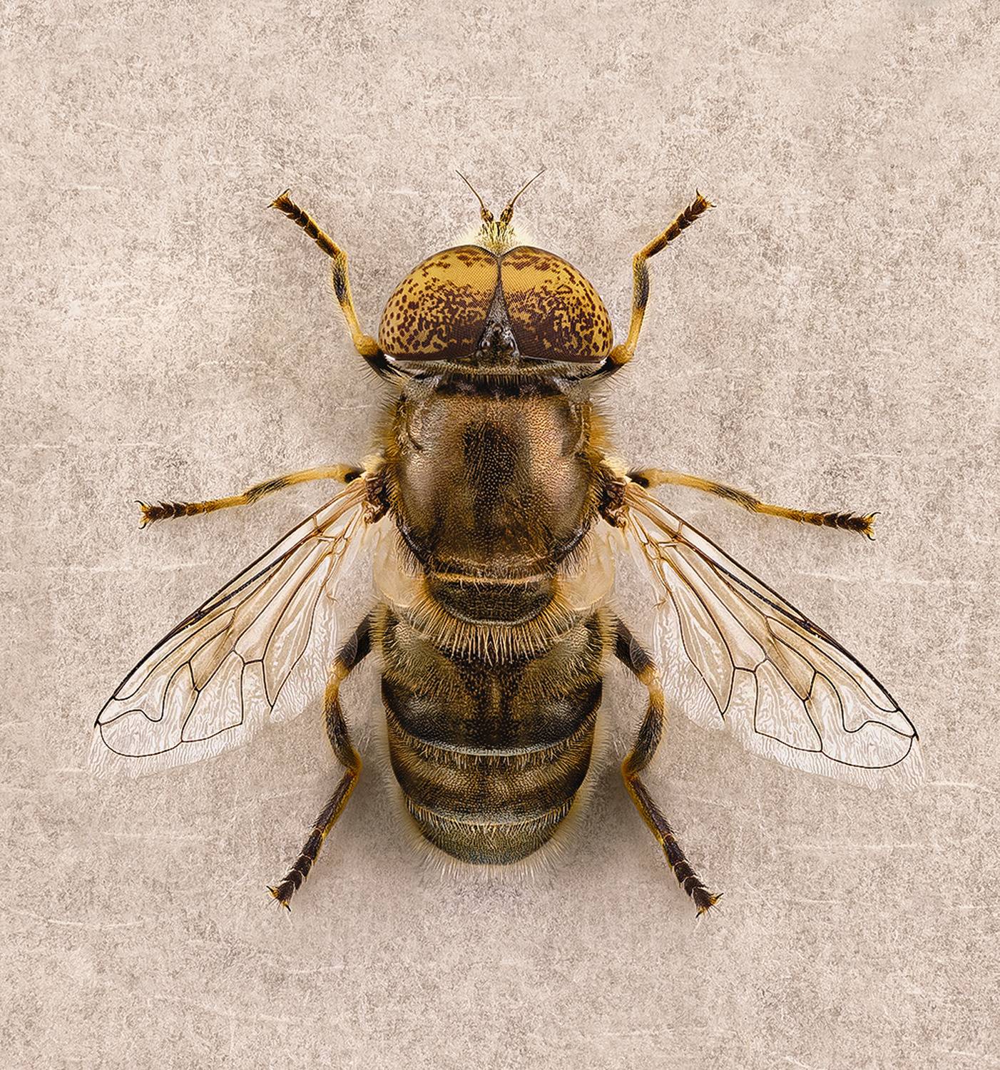 diptera, eristalinus aeneus, муха жужалка, musė zvimbeklė, Kavaliauskas Eugenijus
