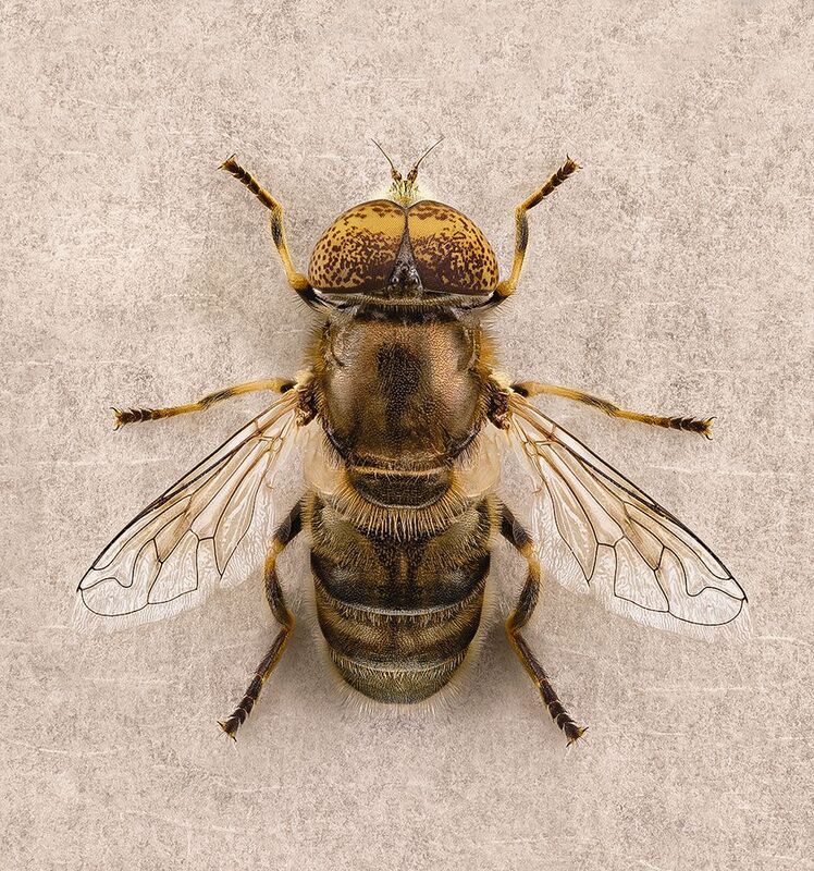 diptera, eristalinus aeneus, муха жужалка, musė zvimbeklė Жужалка фото превью