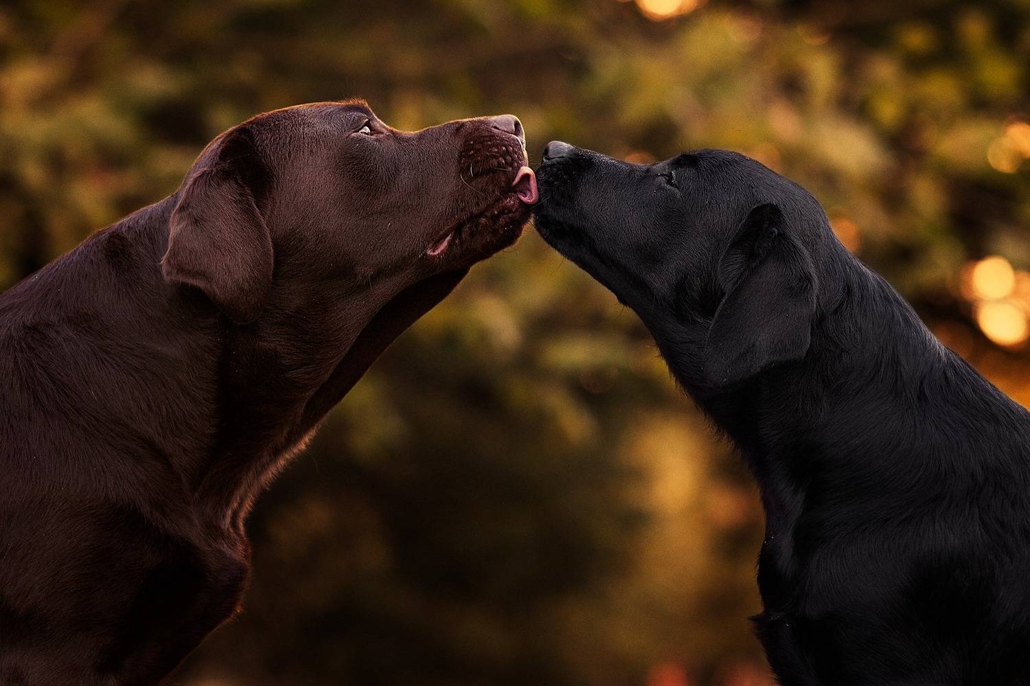 dogs,pets,golden,hour,flowers,backlight,camp,labrador,retriever,puppy,natural light,photography,portrait,warm,colors,smile,outdoor,kiss,love, Alexandre Marques