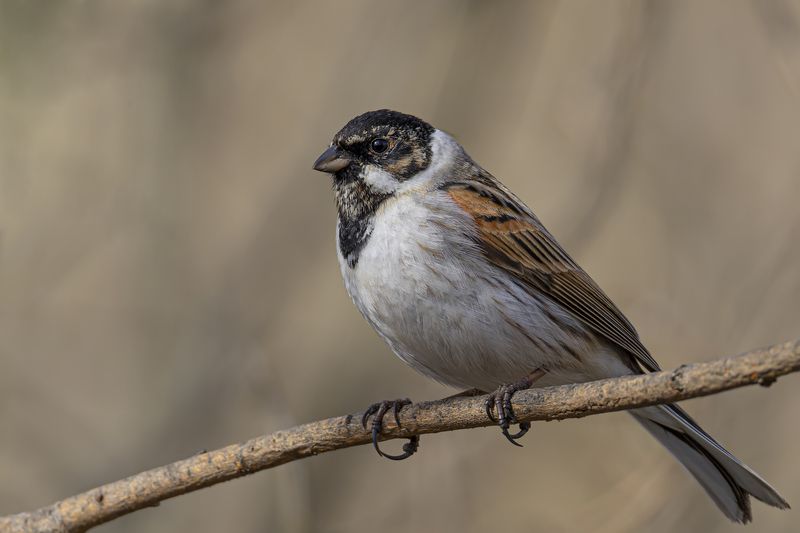Тростниковая овсянка фото превью
