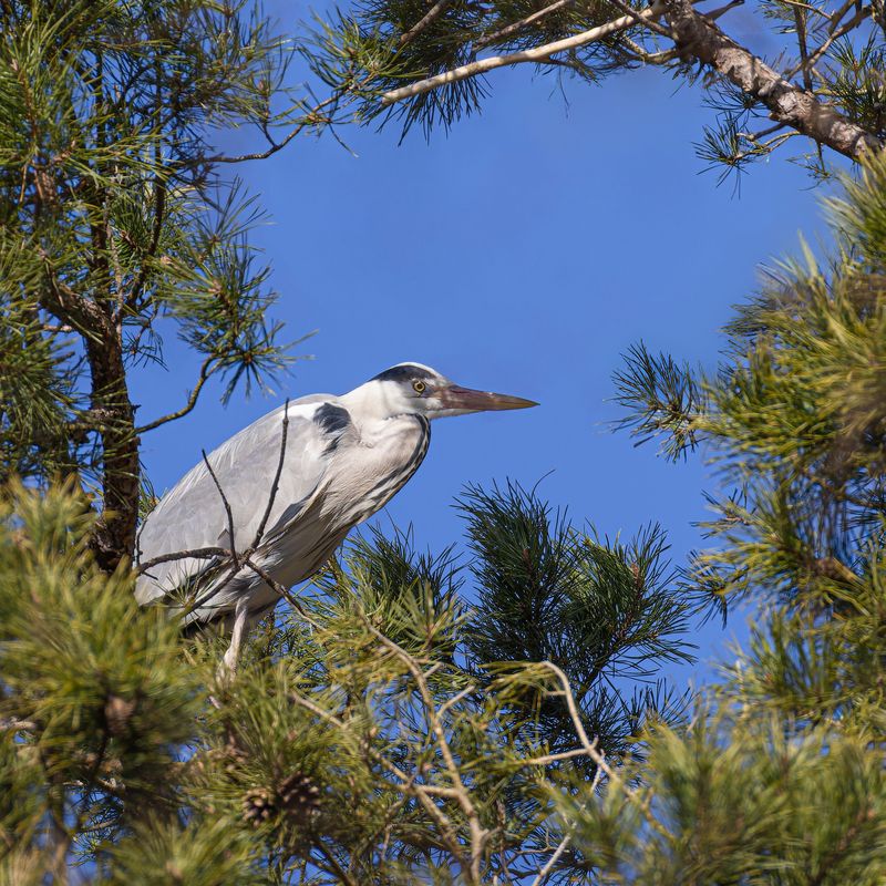 серая цапля, цапля Серая цапля фото превью