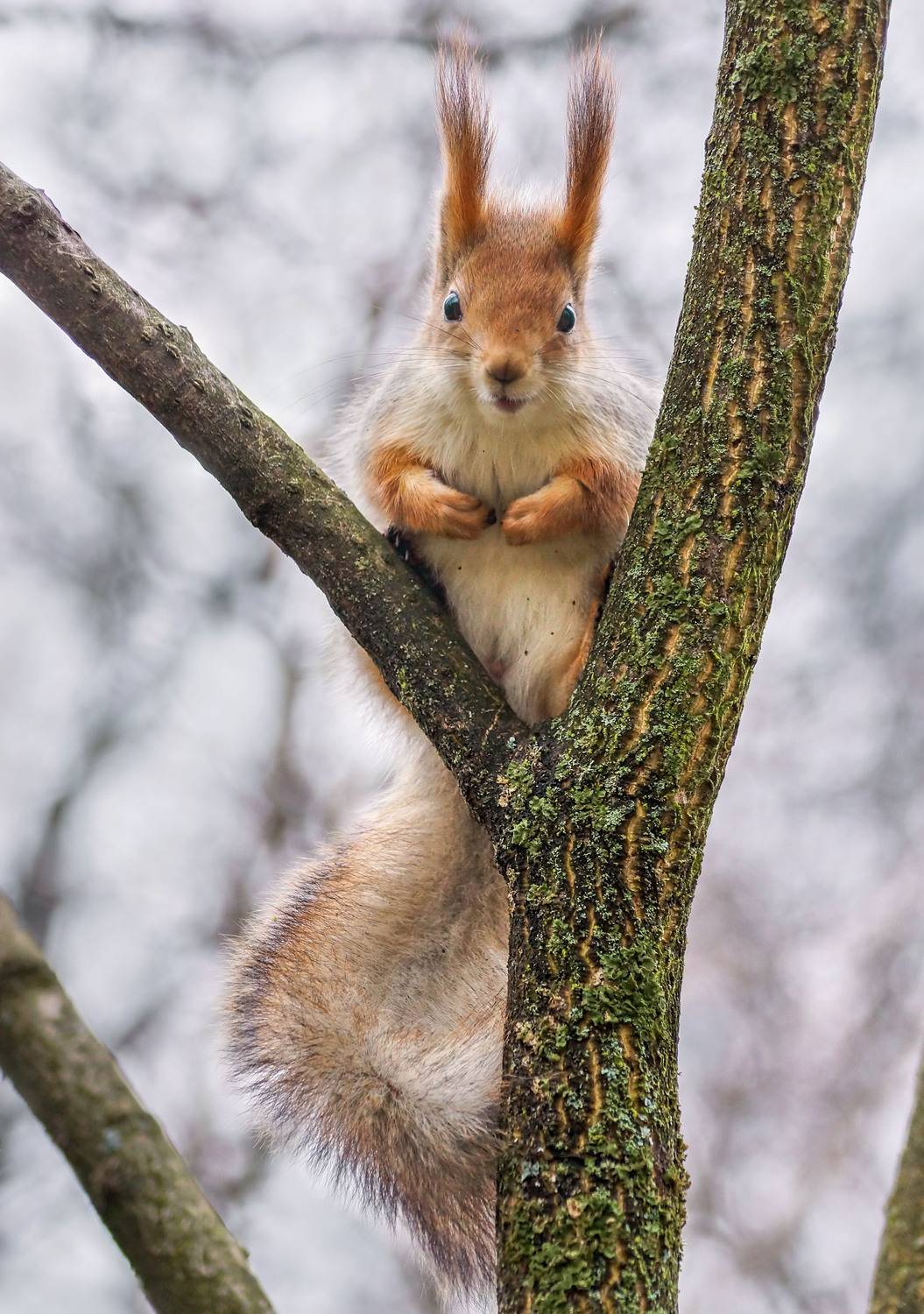 Белка, Чепленко Алексей