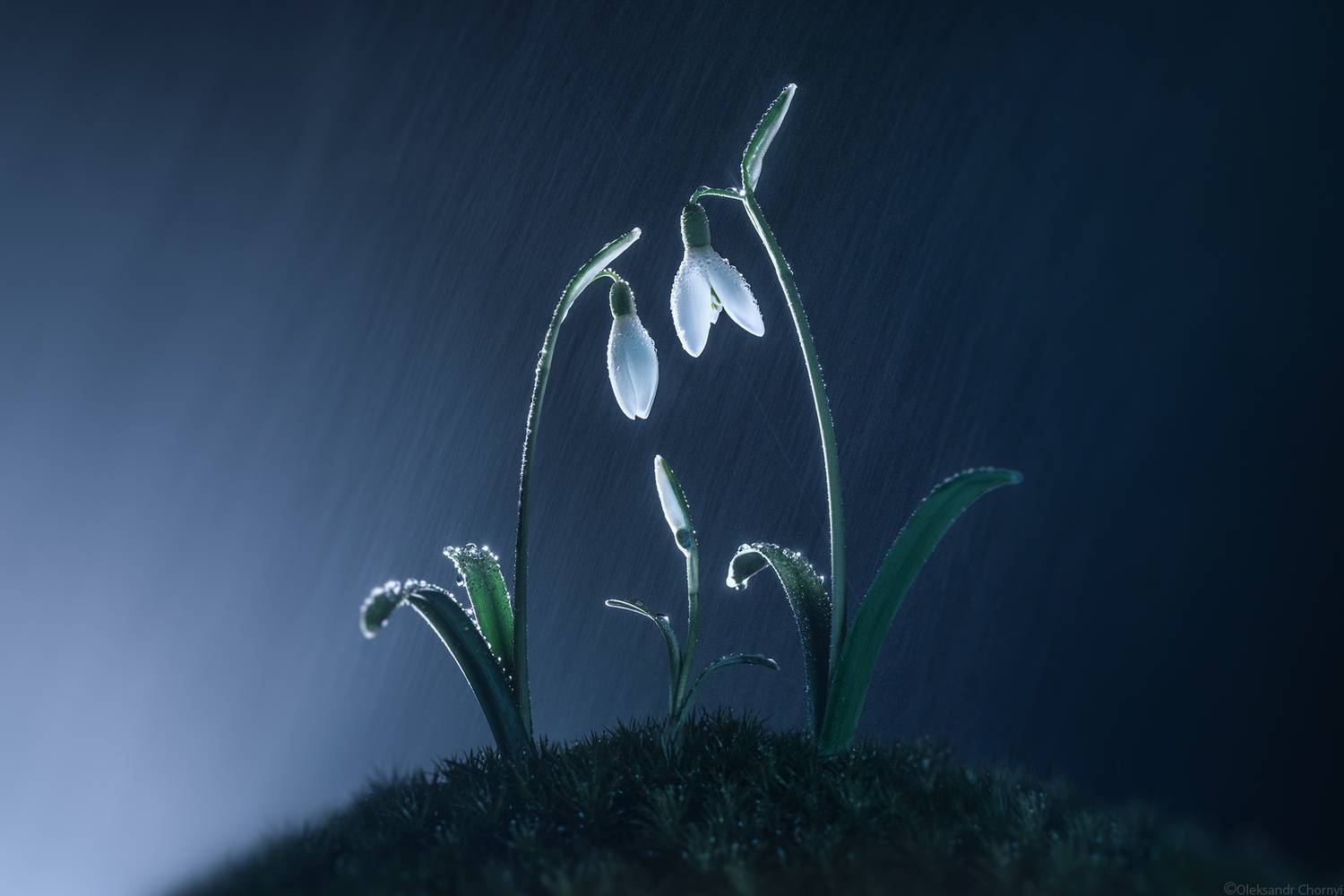 весна, подснежники, нежность, ночь, дождь, семья, любовь, забота, макро, макроистории, макросъемка, сказка, волшебство, свет, фотографчорный, сашачорный, коростышев, украина,, Чорный Александр