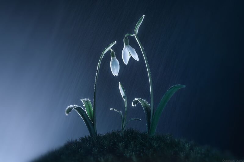 весна, подснежники, нежность, ночь, дождь, семья, любовь, забота, макро, макроистории, макросъемка, сказка, волшебство, свет, фотографчорный, сашачорный, коростышев, украина, Любящая среда фото превью