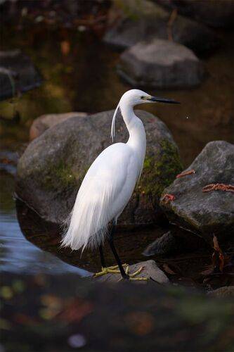Heron among the rocks