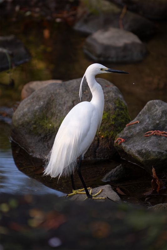 heron, rocks, river, water Heron among the rocks фото превью