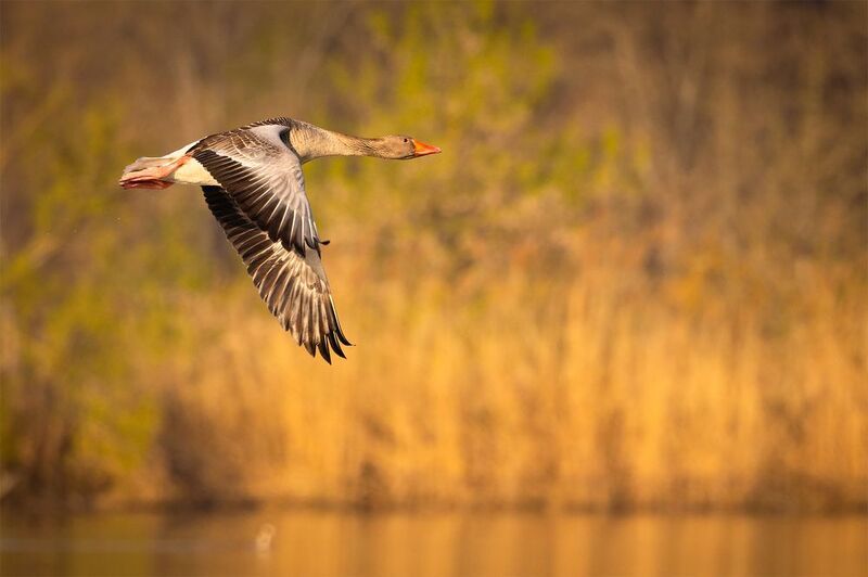 Wild goose фото превью
