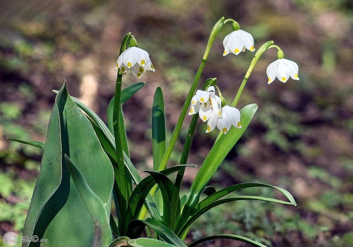 , Орлов Олег