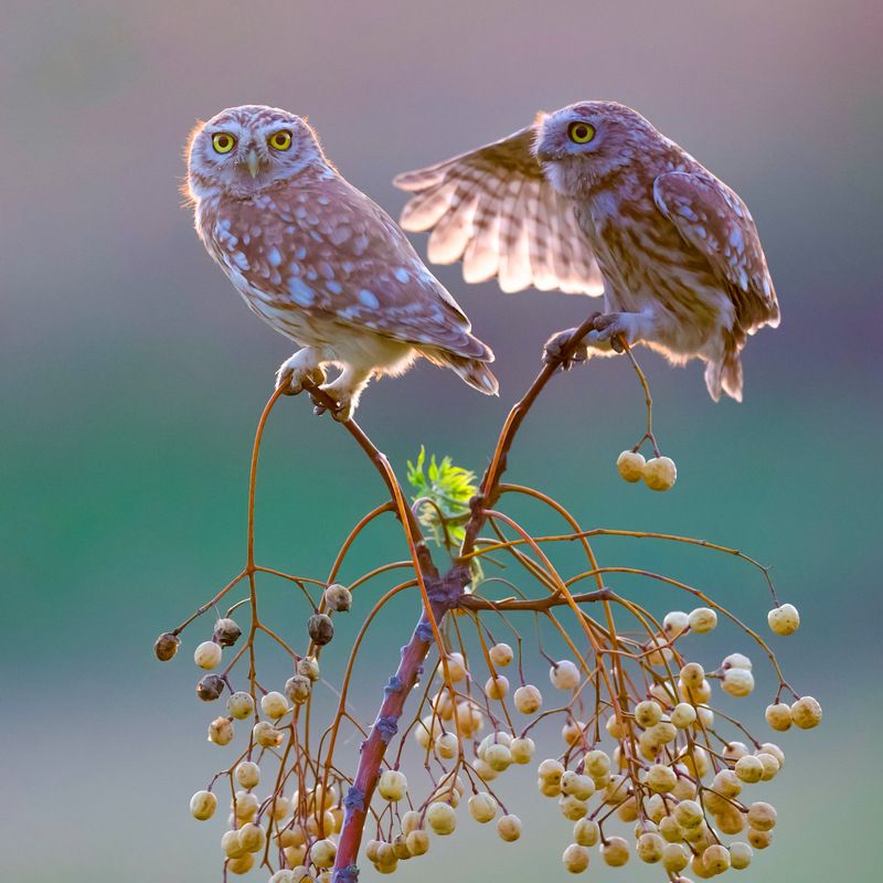 Little owls  фото превью