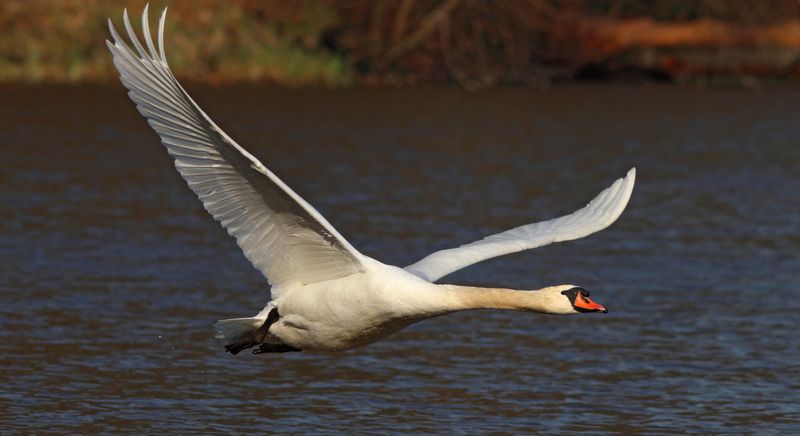 лебедь-шипун, лебедь, cygnus olor, mute swan, swan Навстречу весне! фото превью