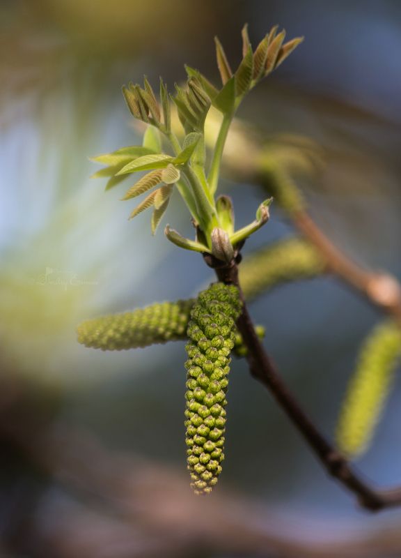 весна апрель природа Апрельские зарисовки... фото превью