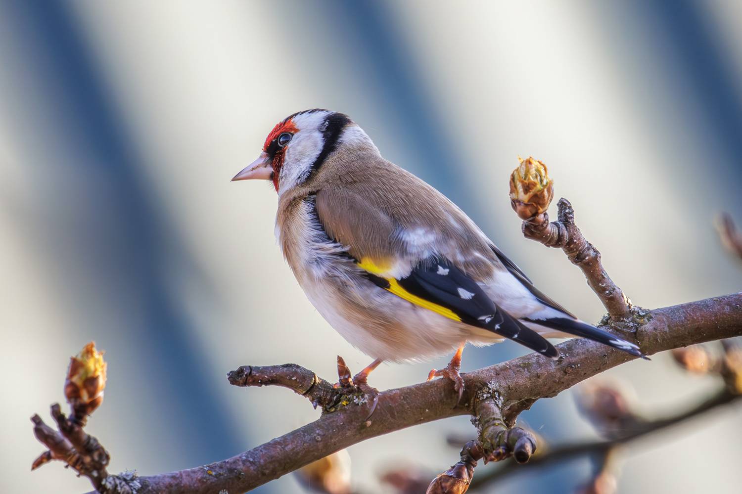 щегол, Морозов Сергей