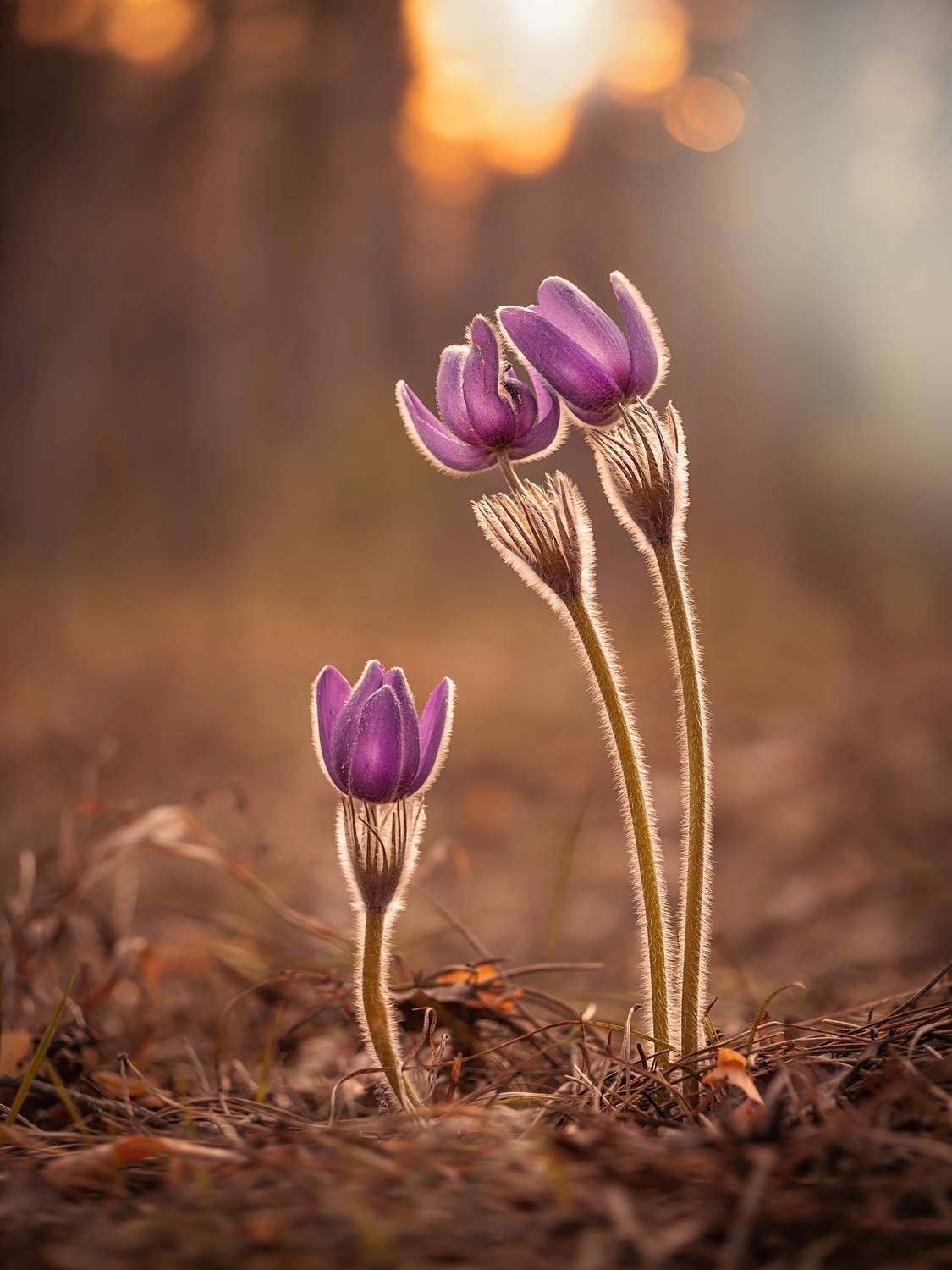 , Лапшина Владлена