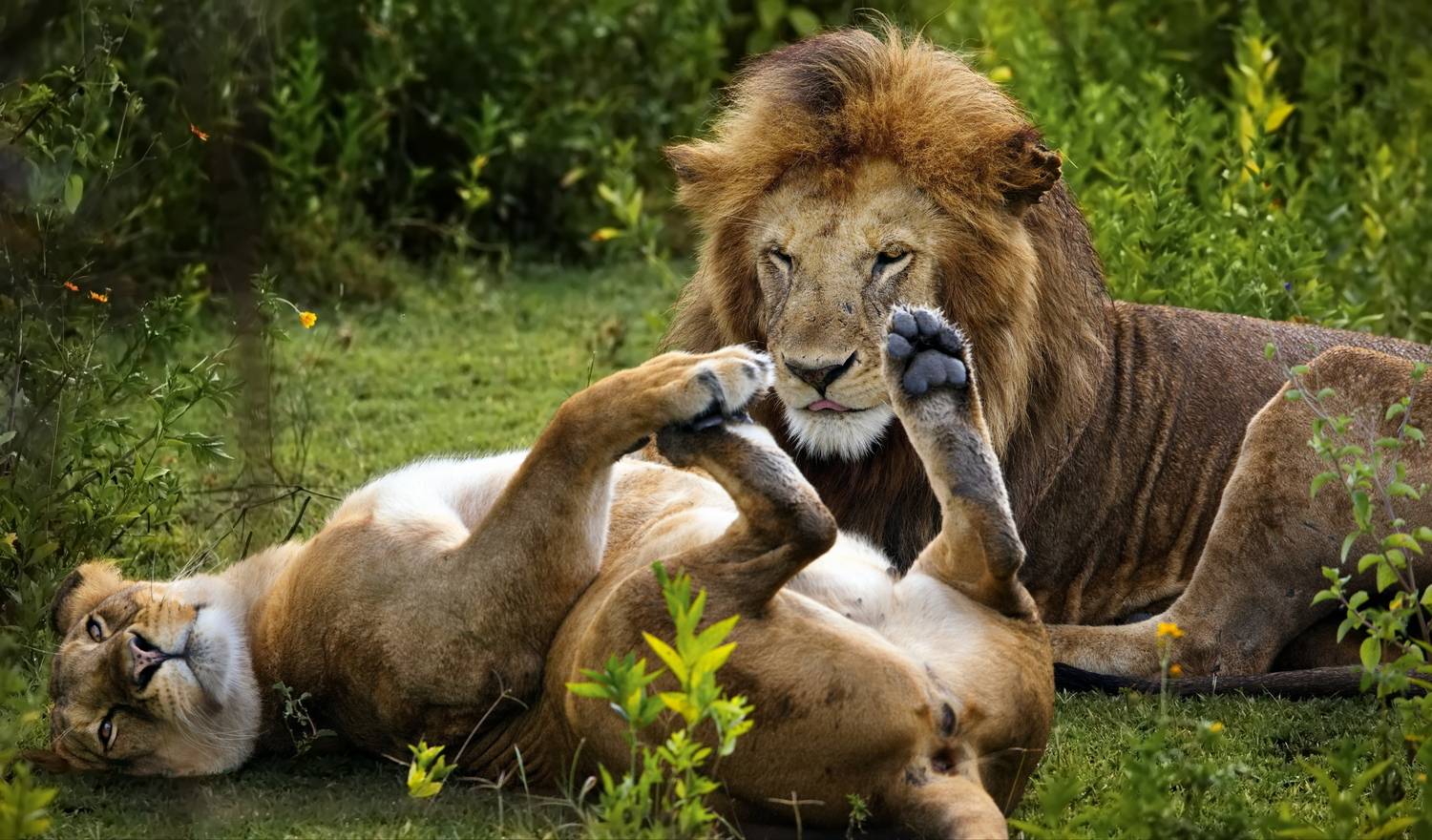 , Александр Перов