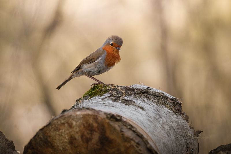природа, лес, поля, огороды, животные, птицы, макро Драсти фото превью