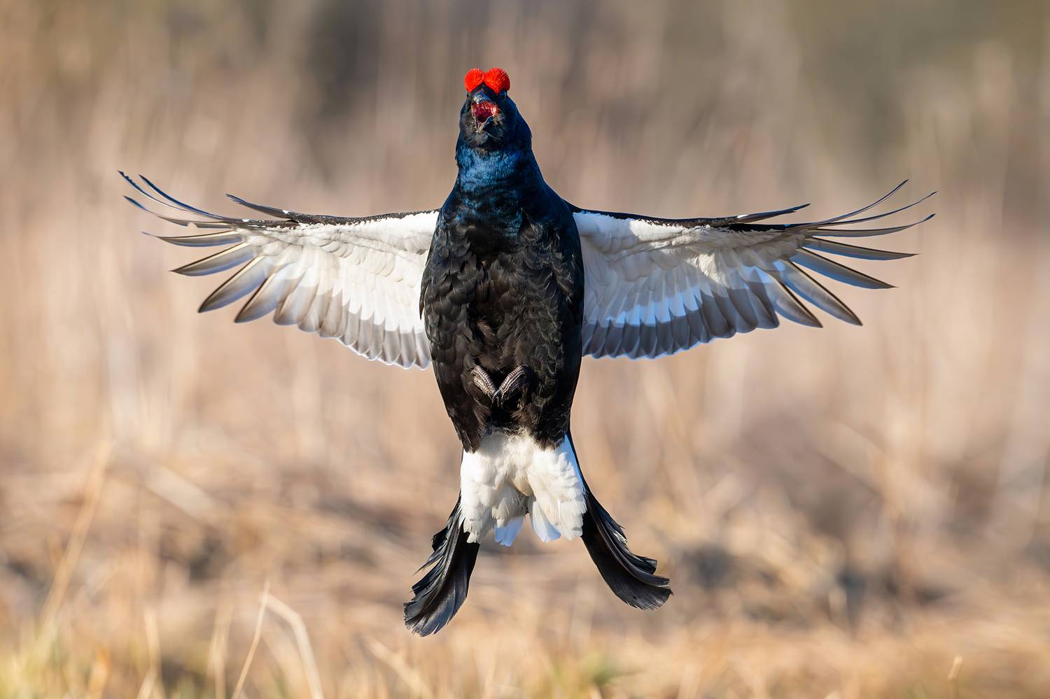 тетерев. ток., Сумников Алексей
