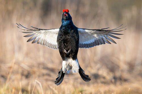 Тетерев на току.