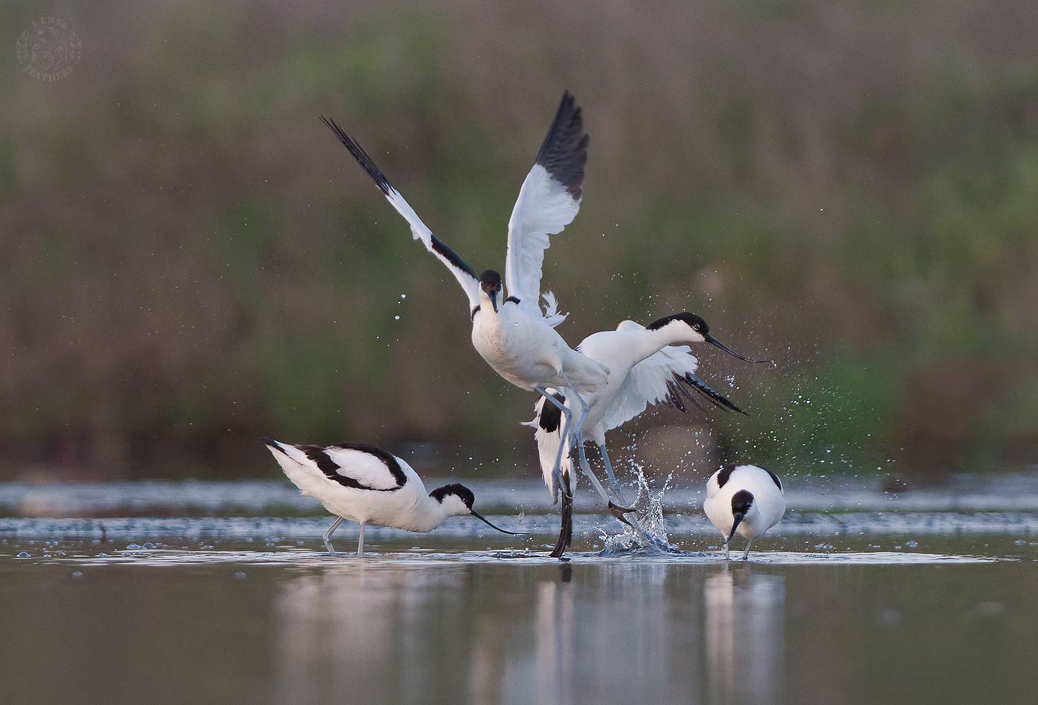 , Евгени Стефанов