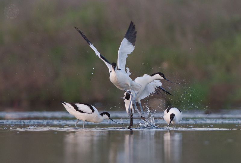 Шилоклювки - Lens and Feathers фото превью