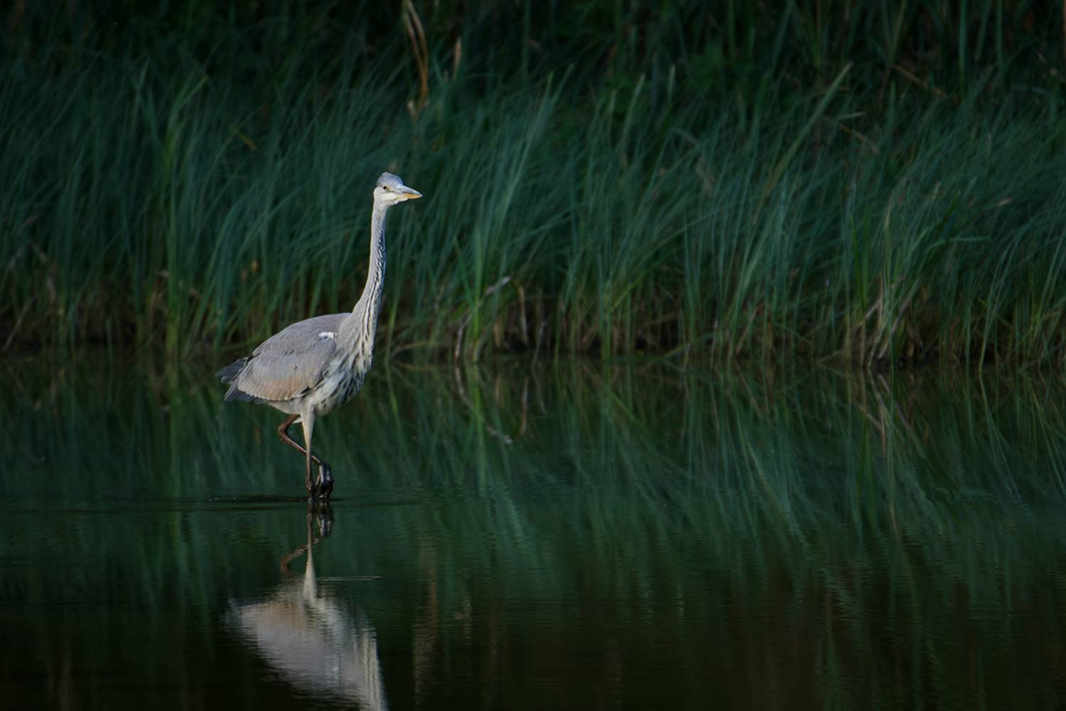 bird, птица, цапля, серая цапля, куршская коса, калининград, Хилько Марина