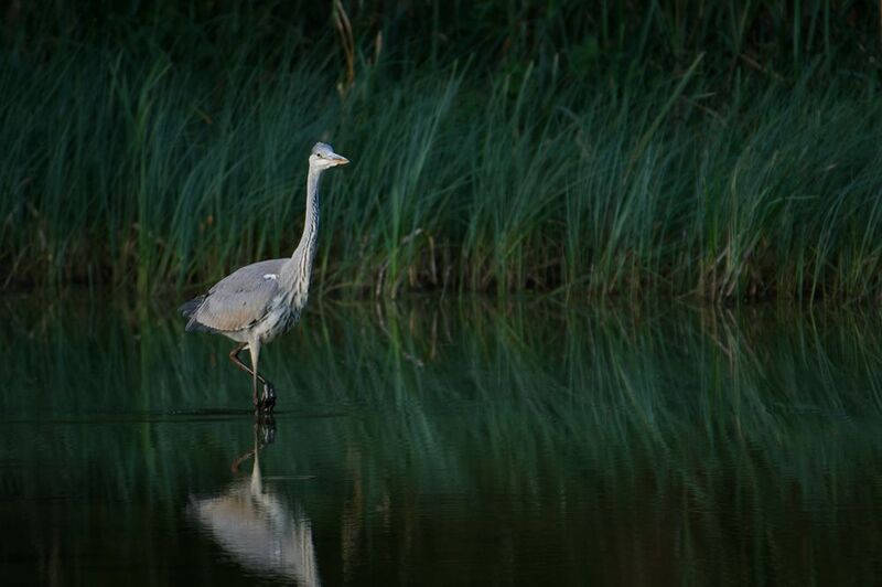 bird, птица, цапля, серая цапля, куршская коса, калининград Одним ранним утром.. фото превью