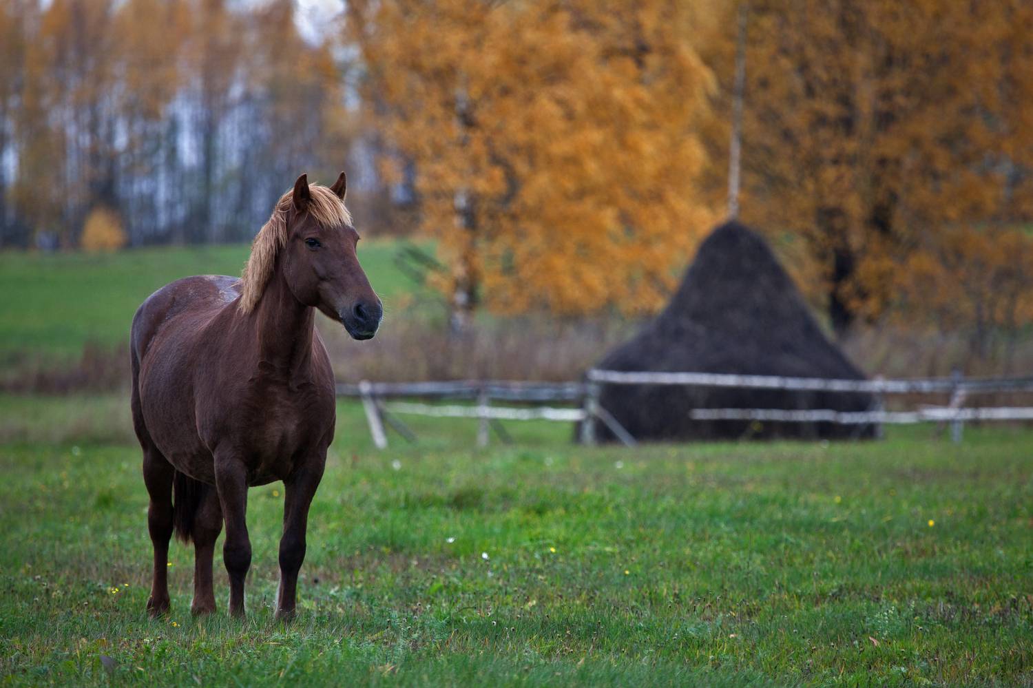 кенозерье, архангельская область, октябрь, Олег Зверев