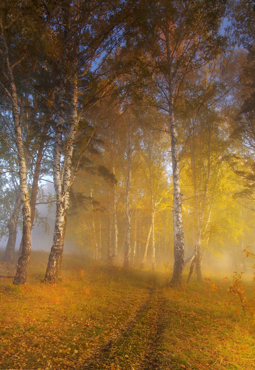 сибирь, утро, туман, берёзы, Чичкин Валерий