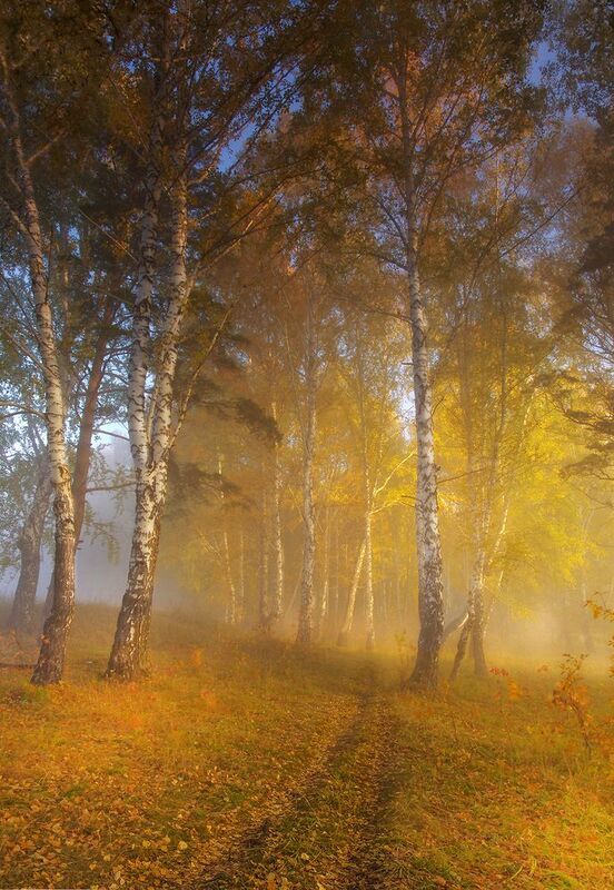 сибирь, утро, туман, берёзы Туманное утро фото превью