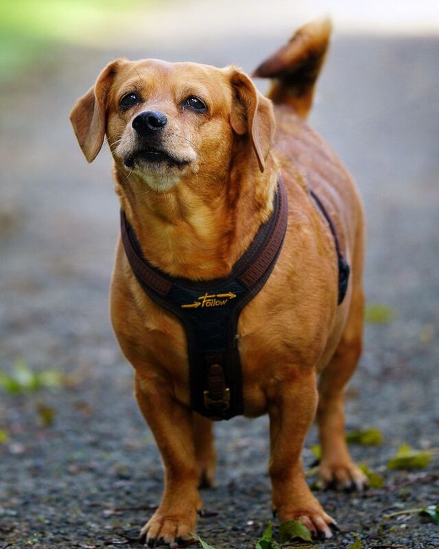 Собачка  Случайно на утренней прогулки  фото превью