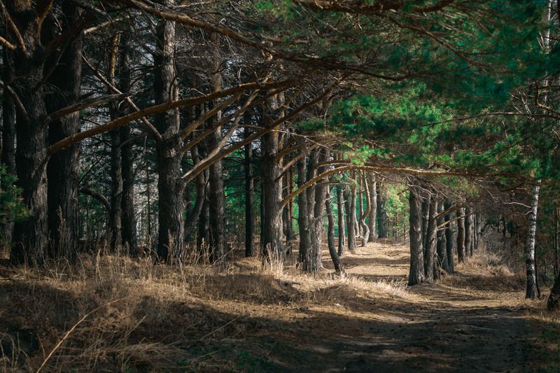 В лесу фото превью