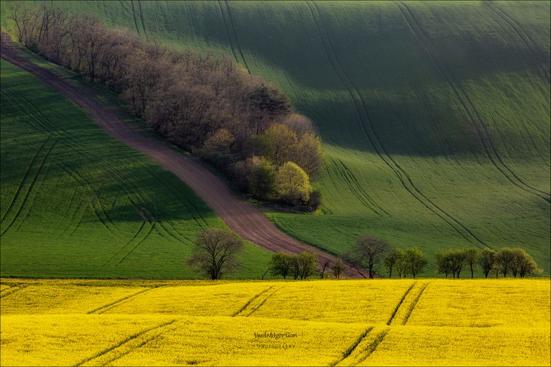 южная моравия,пейзаж,линии,рапс,south moravian,lines,свет,czech,весна,чехия,landscapes \