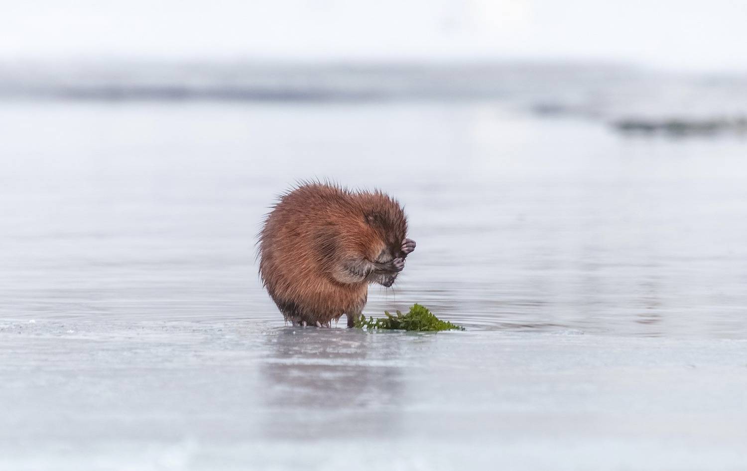 ондатра, лед. сибирь, Фомина Марина