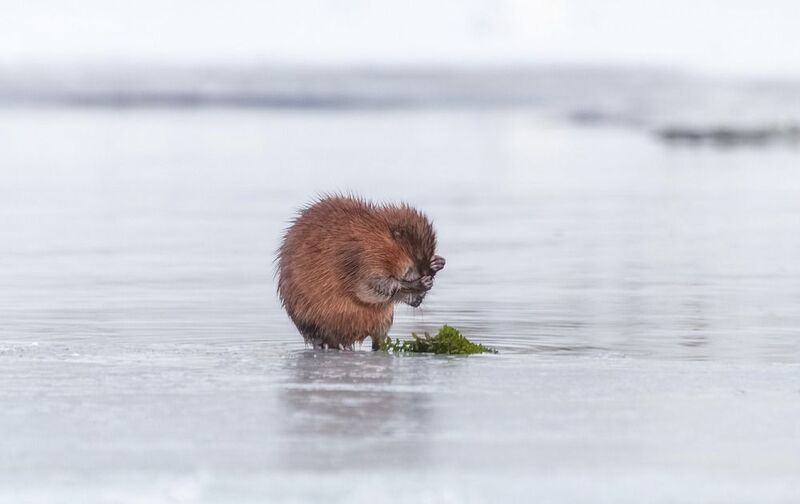 ондатра, лед. сибирь Обиделась фото превью