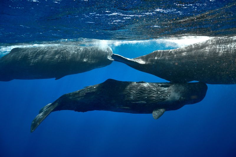 *** фото превью