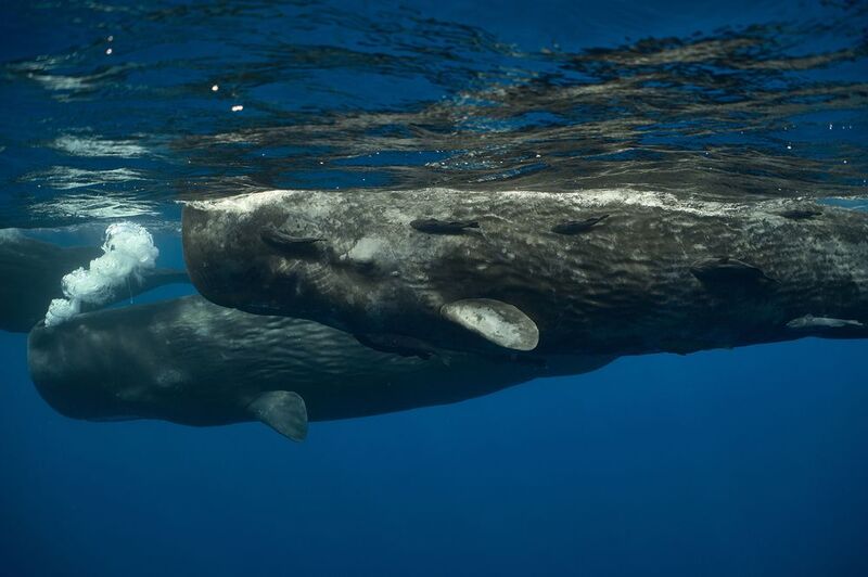Малыш фото превью