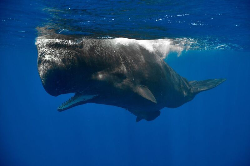 Smile фото превью