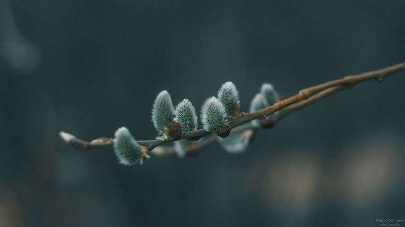 природа, макро, весна, nature, macro, spring *** фото превью