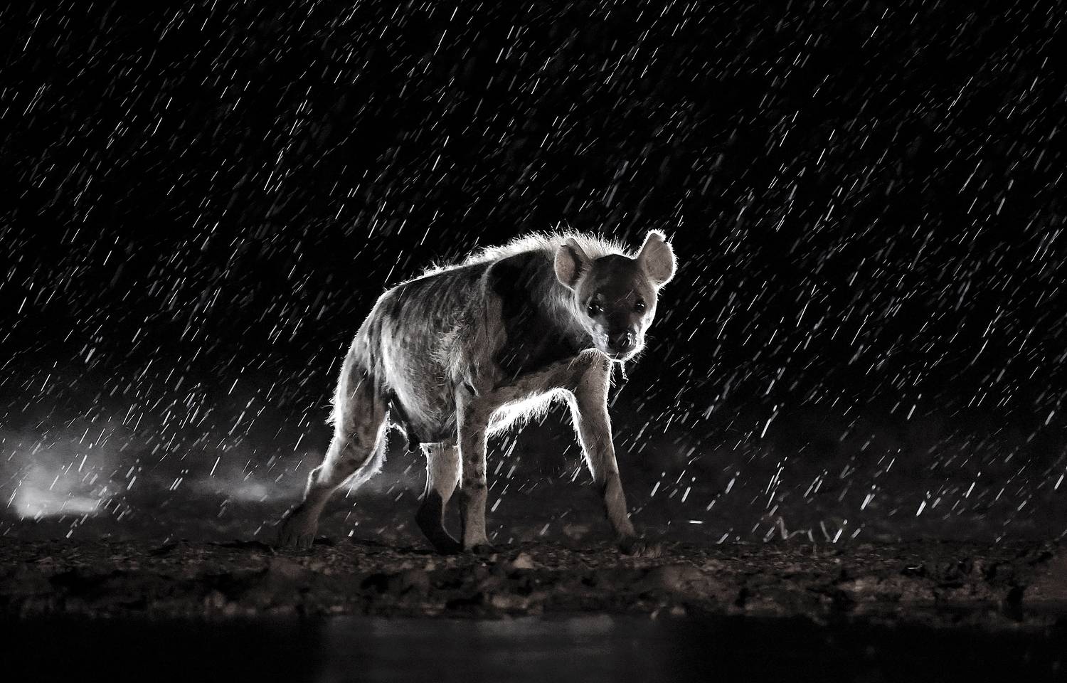 , Гудков Андрей