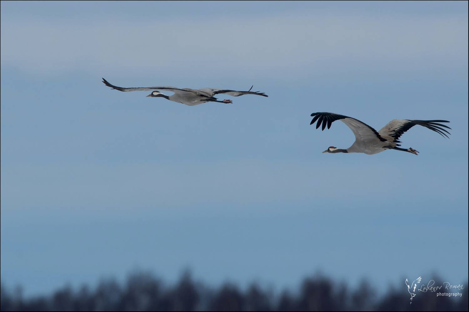 , Лобанов Роман