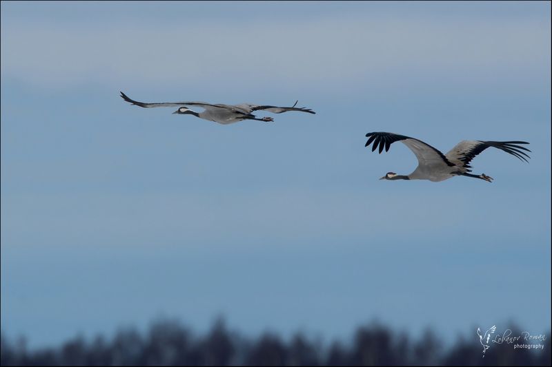 * * * фото превью