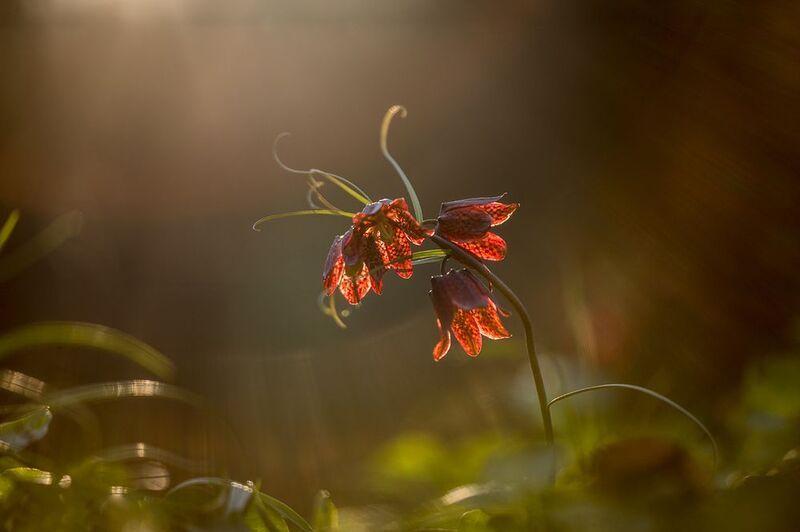 Рябчик русский фото превью
