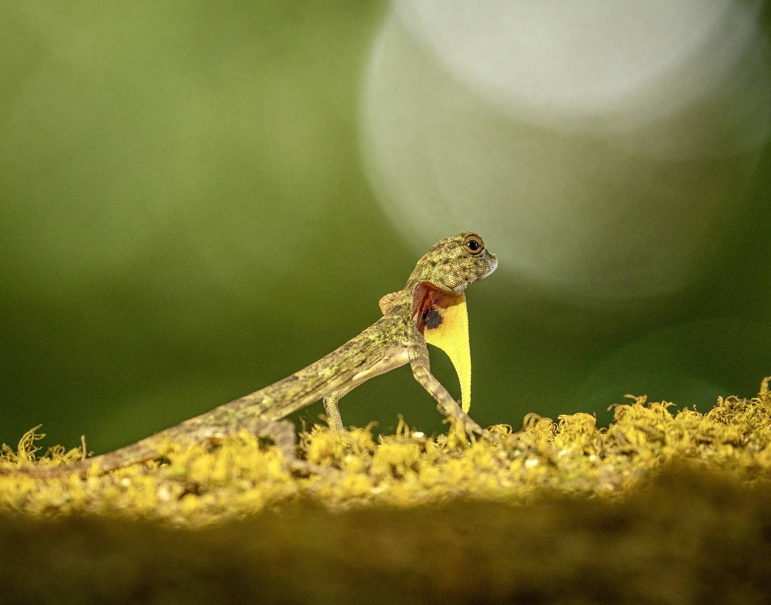 , Владимир Цветов
