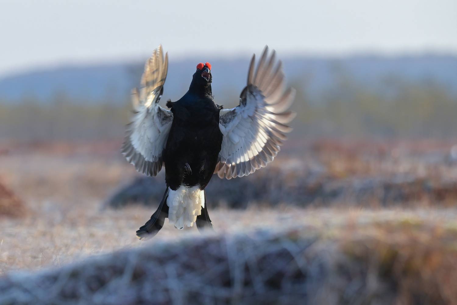 тетерев, grouse, fight, nature, bird, birdwatching, битва, ток, природа, птицы, Ярославль, крылья, взмах, полет, крики, wings, flight, Сергей Немцев