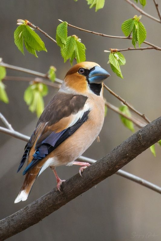 дубонос, птицы, пернатые Дубонос фото превью